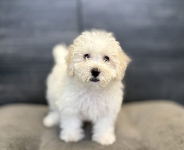 [#M16768]  - White F Bichon Frise Puppies for Sale