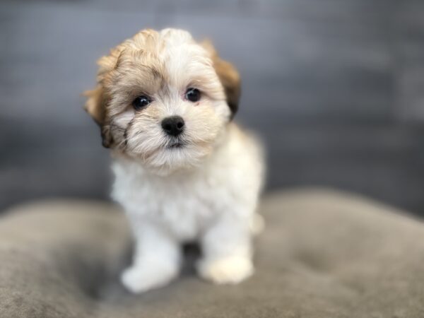 [#M17121]  - Gold and White M Teddy Bear Puppies for Sale