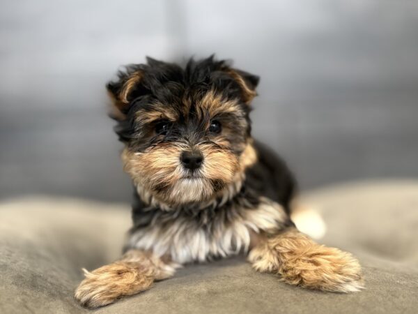 [#2664-01]  - M Morkie Puppies for Sale