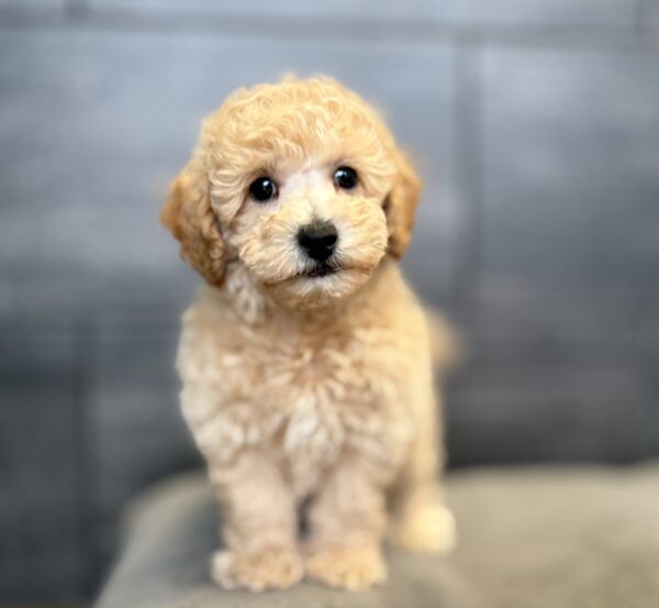 [#253809-01]  - Apricot M Bichapoo Puppies for Sale