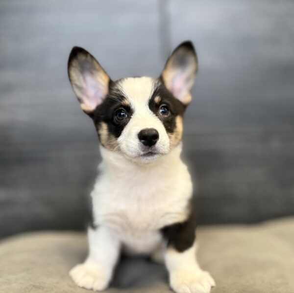 [#M17511]  - Black and Tan F Pembroke Welsh Corgi Puppies for Sale