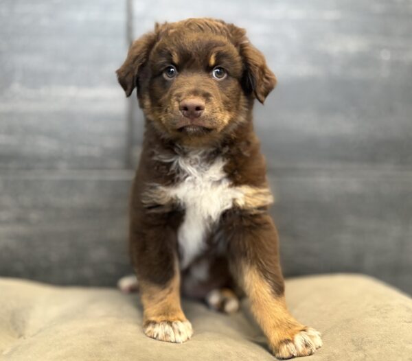 [#M16965]  - Red M Miniature Australian Shepherd Puppies for Sale