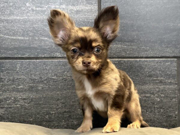 [#2676-02]  - Chocolate / Tan M Chihuahua Puppies for Sale