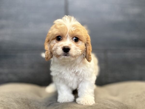 [#2636-01]  - Cream / White M Cavalier King/Bichon Puppies for Sale