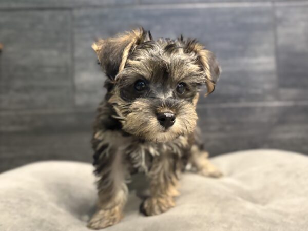 [#253805-02]  - Black / Tan M Yorkiepoo Puppies for Sale