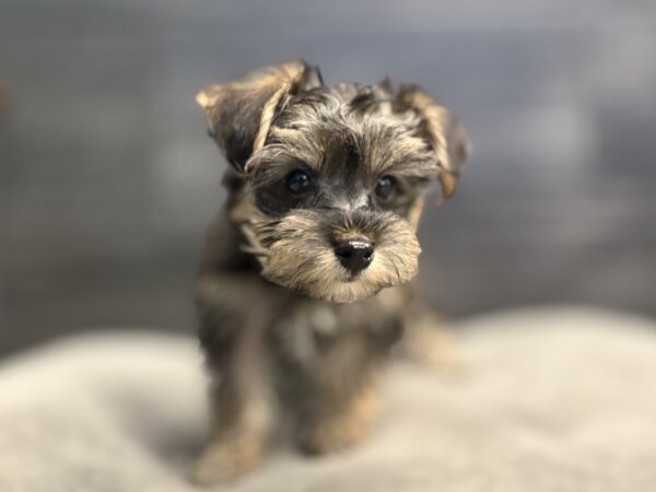 [#253805-02]  - Black / Tan M Yorkiepoo Puppies for Sale