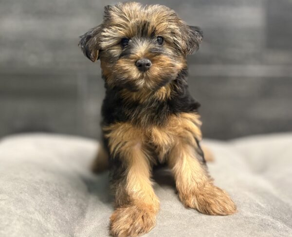 [#2684-01]  - M Yorkshire Terrier Puppies for Sale