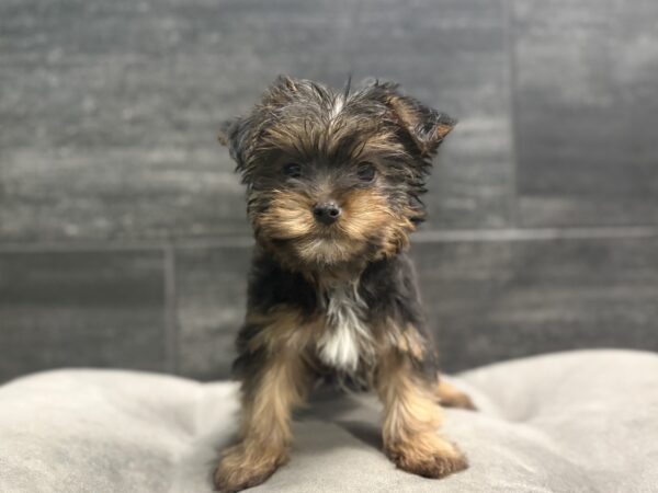 [#2684-02]  - M Yorkshire Terrier Puppies for Sale