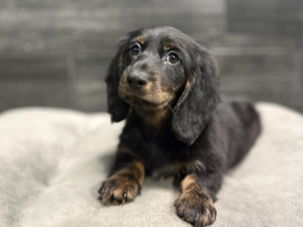 [#M17546]  - Black and Tan M Dachshund Puppies for Sale