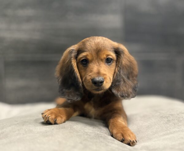 [#N00125]  - Wild boar M Dachshund Puppies for Sale