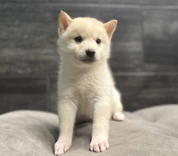 [#26380-03]  - Cream M Shiba Inu/Poodle Puppies for Sale