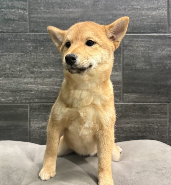 [#253457-02]  - Red F Shiba Inu Puppies for Sale