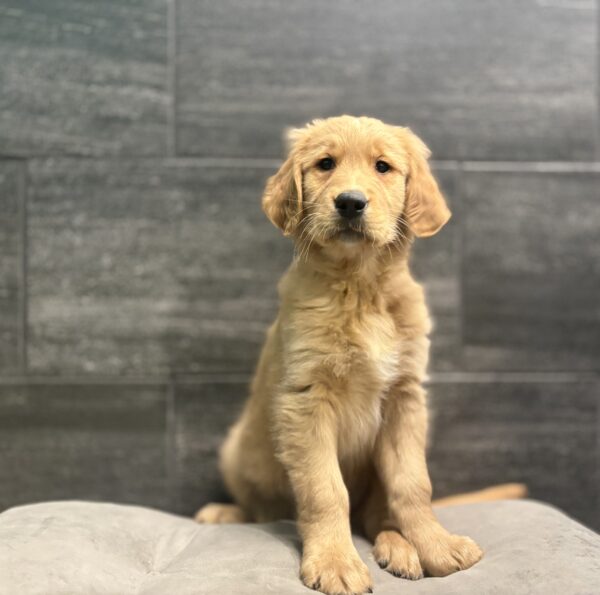 [#2664-03]  - Golden M Golden Retriever Puppies for Sale
