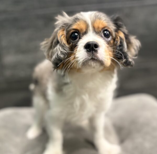 [#2612-01]  - Blue Merle M Cavalier King Charles Spaniel Puppies for Sale