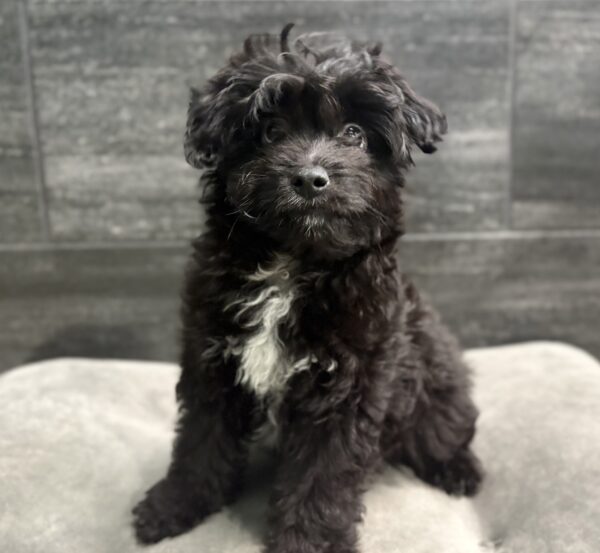 [#2665-01]  - Black M Aussiepoo Mini Puppies for Sale