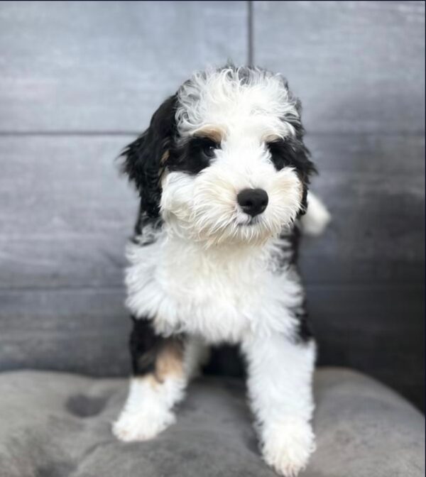 [#253621-03]  - Black M Bernedoodle Mini Puppies for Sale