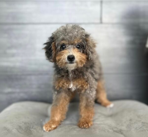 [#253660-04]  - Blue Merle F Bernedoodle Mini 2nd Gen Puppies for Sale