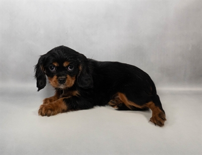 [#M16375]  - Black and Tan M Cavalier King Charles Spaniel Puppies for Sale