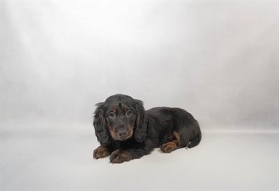 [#M17546]  - Black and Tan M Dachshund Puppies for Sale