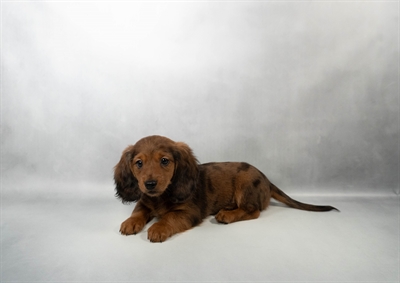 [#N00125]  - Wild boar M Dachshund Puppies for Sale