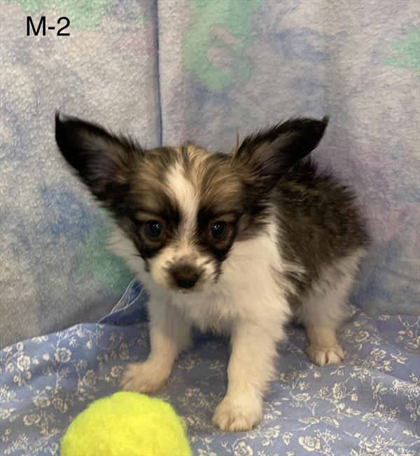 [#25885-02]  - Sable / White M Papillon Puppies for Sale