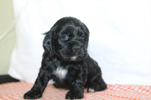 [#26250-04]  - Black M Cocker Spaniel Puppies for Sale