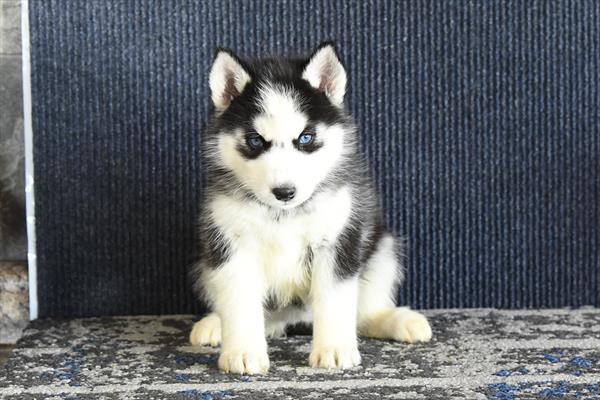[#2636-07]  - Black / White F Siberian Husky Puppies for Sale