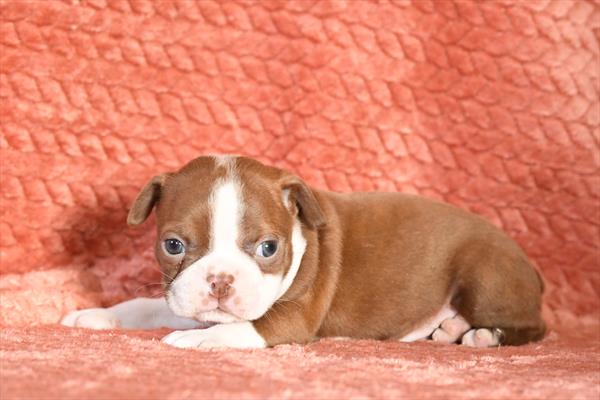 [#26211-01]  - Red / White M Boston Terrier Puppies for Sale