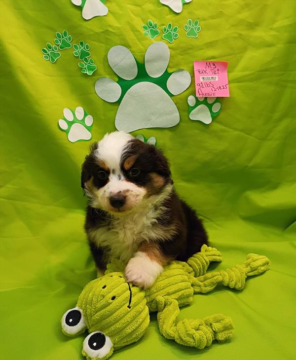 [#2685-03]  - Black White / Tan M Miniature Australian Shepherd Puppies for Sale