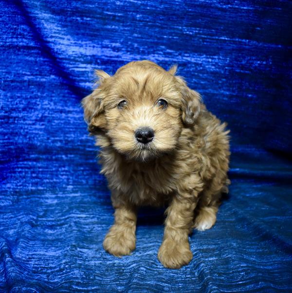 [#2691-03]  - Brown M Whoodle Mini 2nd Gen Puppies for Sale