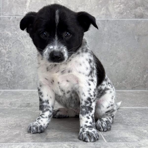 [#2699-05]  - Black / White F Australian Cattle Dog Puppies for Sale