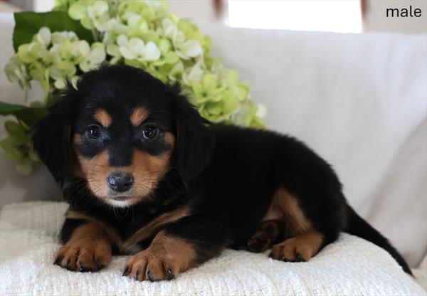 [#26167-01]  - Black / Tan M Chiweenie Puppies for Sale