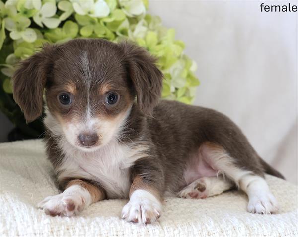 [#26167-03]  - Isabella F Chiweenie Puppies for Sale
