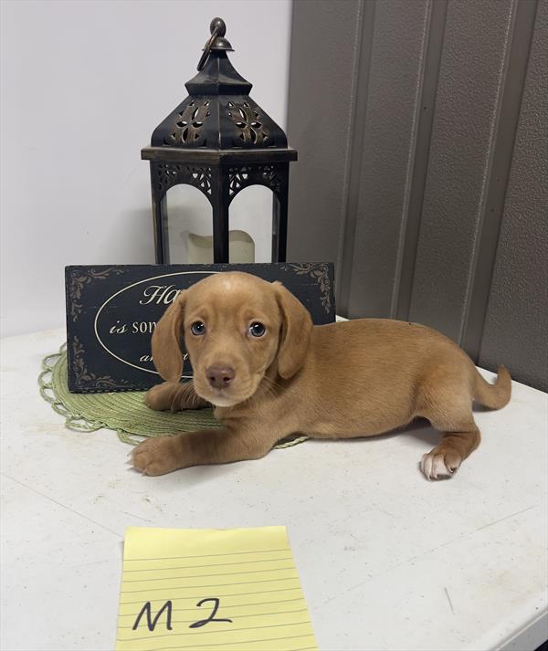 [#26169-02]  - Red M Dachshund Puppies for Sale