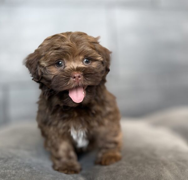 [#26181-04]  - Brown / White M Havatzu Puppies for Sale