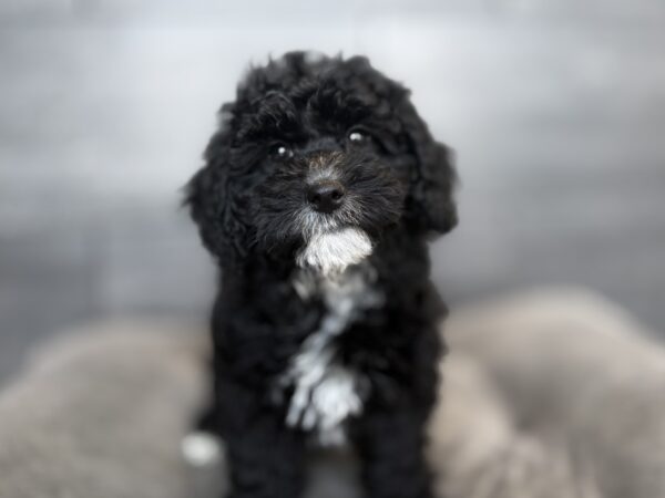 [#2647-01]  - Black F Poodle Puppies for Sale
