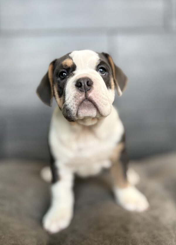 [#26140-02]  - Blue Tan / White F Beabull 2nd Gen Puppies for Sale