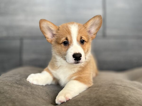 [#26230-01]  - Red / White M Pembroke Welsh Corgi Puppies for Sale