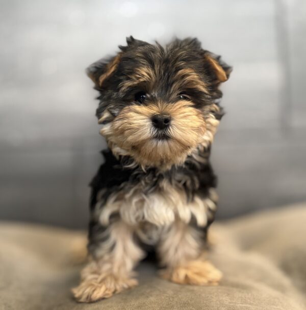 [#2687-02]  - M Morkie Puppies for Sale