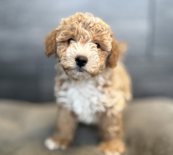 [#2686-01]  - M Bichapoo Puppies for Sale