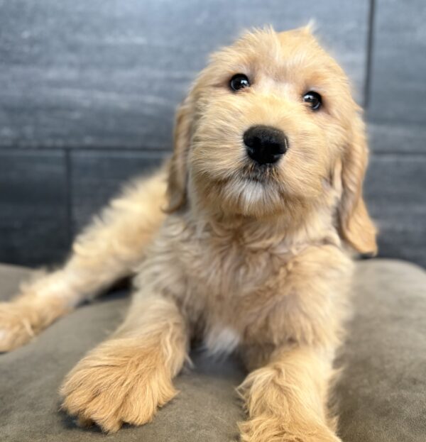 [#253784-02]  - Apricot M Goldendoodle Mini Puppies for Sale