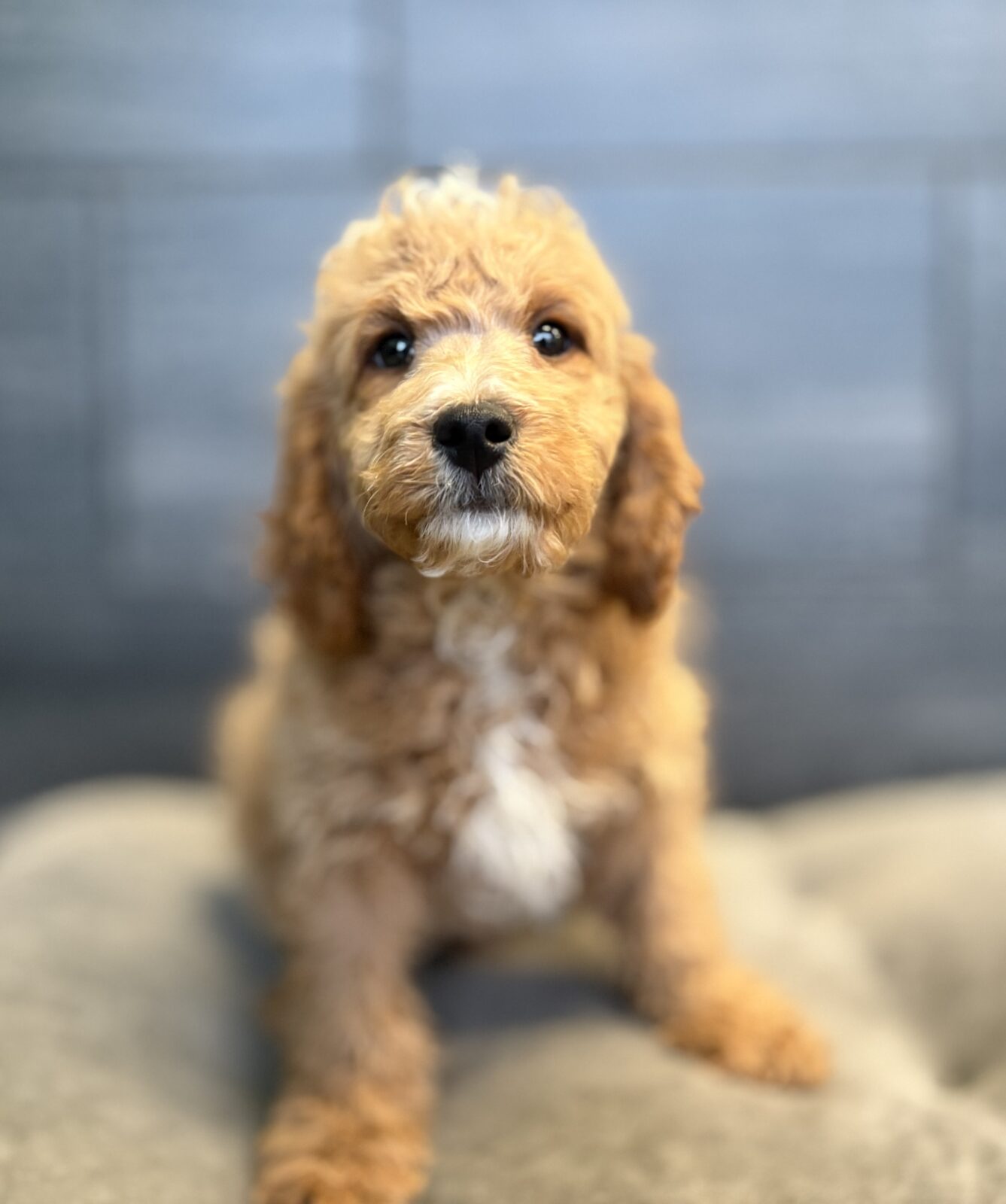 Goldendoodle Mini 2nd Gen – 4173