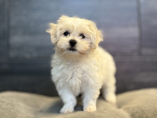 [#26156-06]  - White F Teddy Bear Puppies for Sale