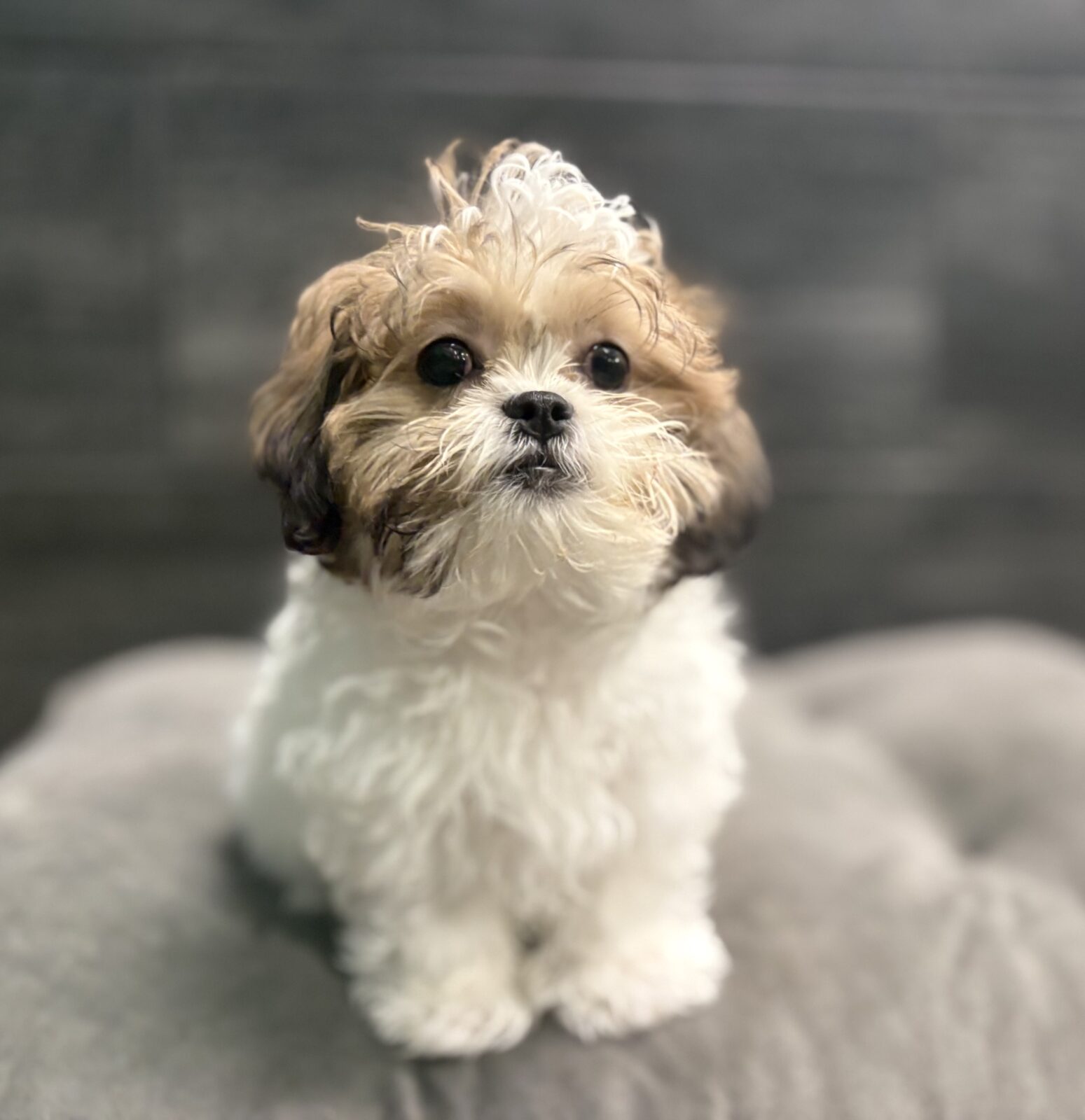 Teddy Bear – 4179