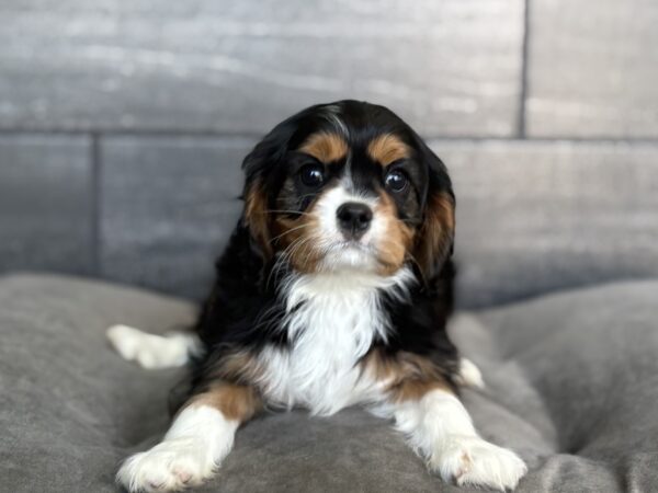 [#26483-04]  - Tri-Colored M Cavalier King Charles Spaniel Puppies for Sale