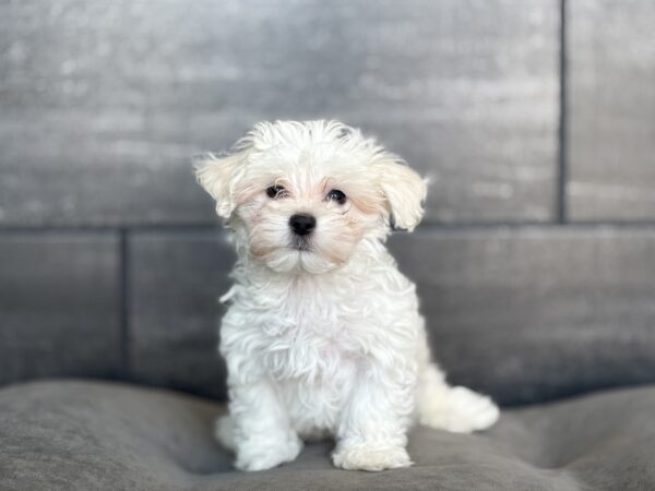 [#N03043]  - White M Maltese Puppies for Sale