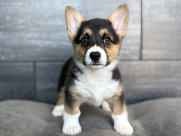 [#N00447]  - Black and Tan F Pembroke Welsh Corgi Puppies for Sale