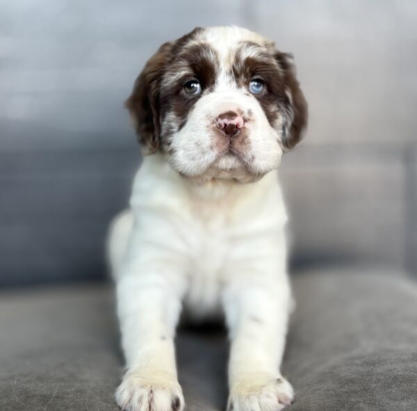 [#26122-05]  - F Hippo Mini Puppies for Sale