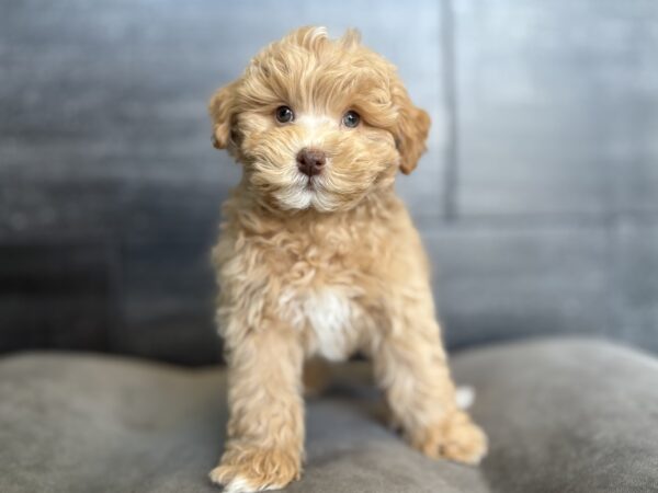 [#26254-01]  - Apricot M Schnoodle Puppies for Sale