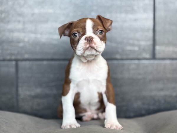 [#26211-01]  - Red / White M Boston Terrier Puppies for Sale